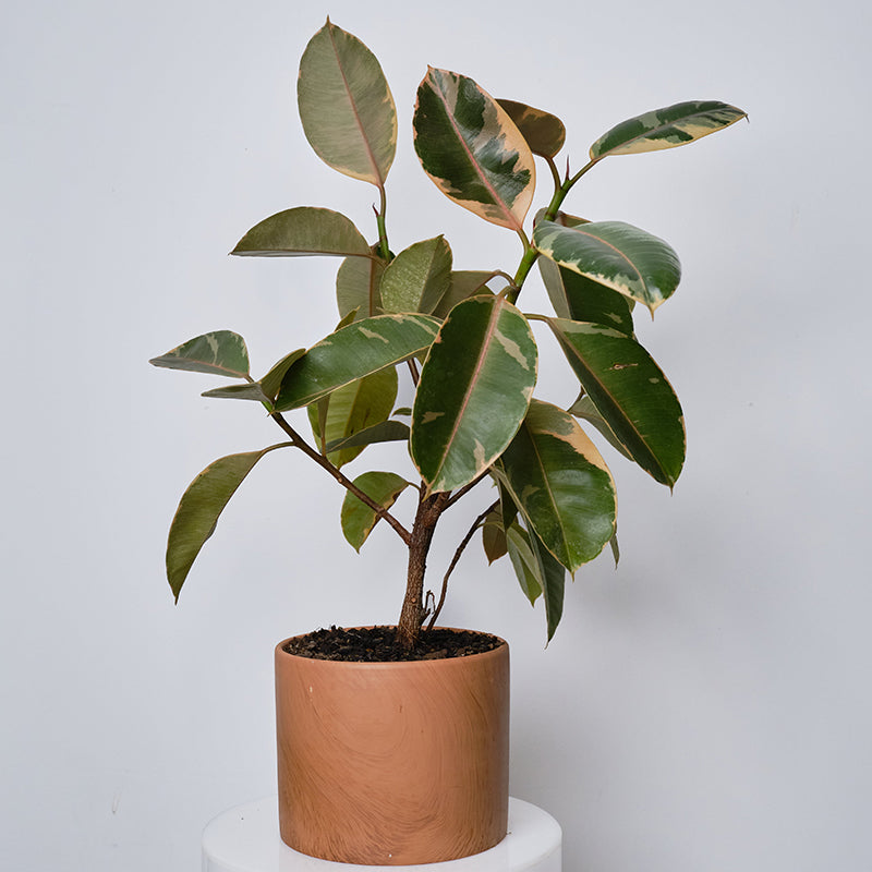 Ficus