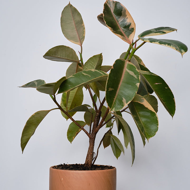 Ficus